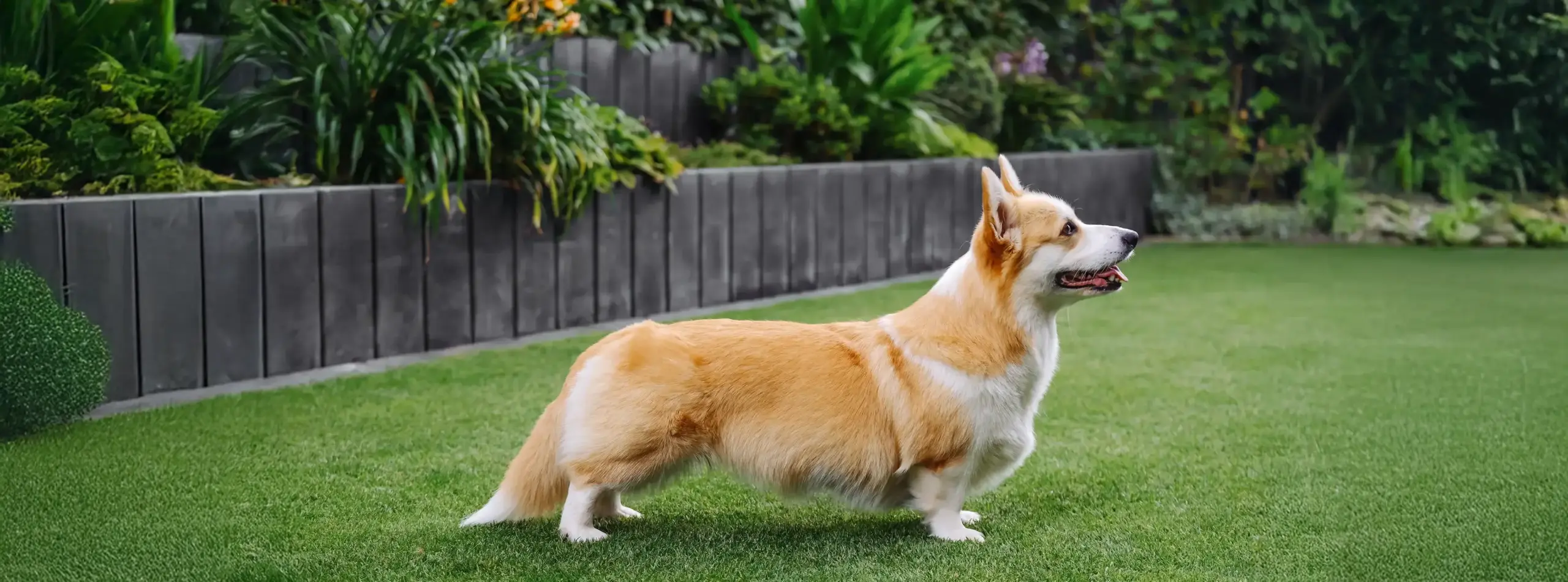Corgi A-Wurf