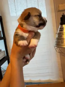 Aperol