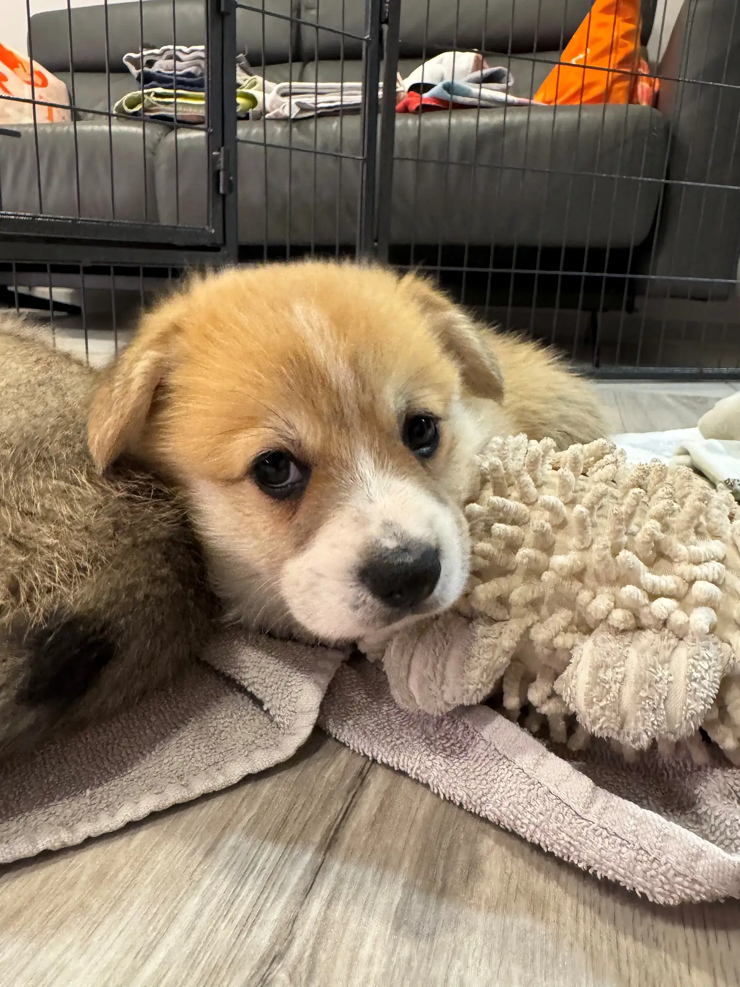 Adobe - Corgi A-Wurf