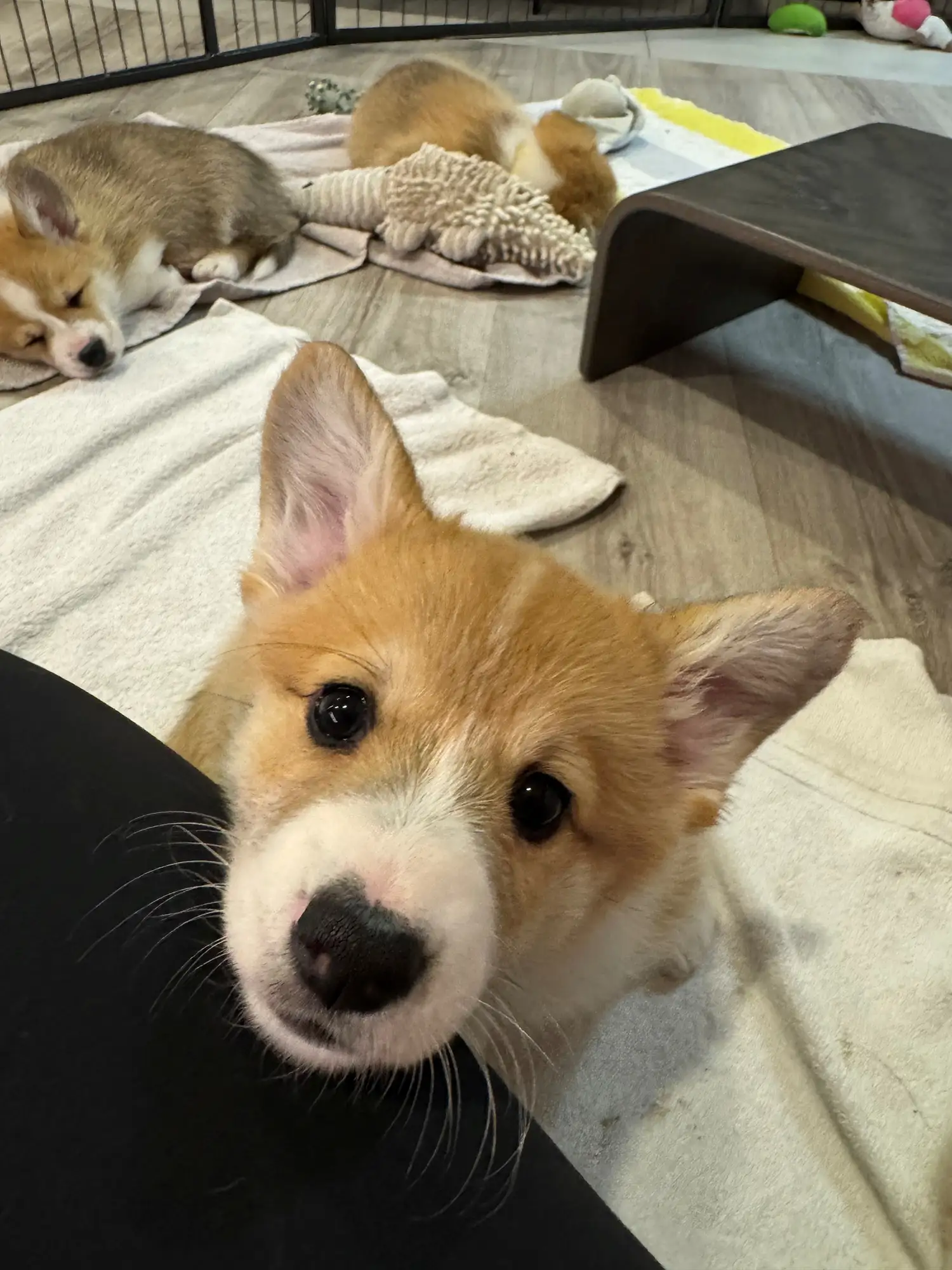 Amelie - Corgi A-Wurf