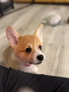 Antonia - Corgi A-Wurf