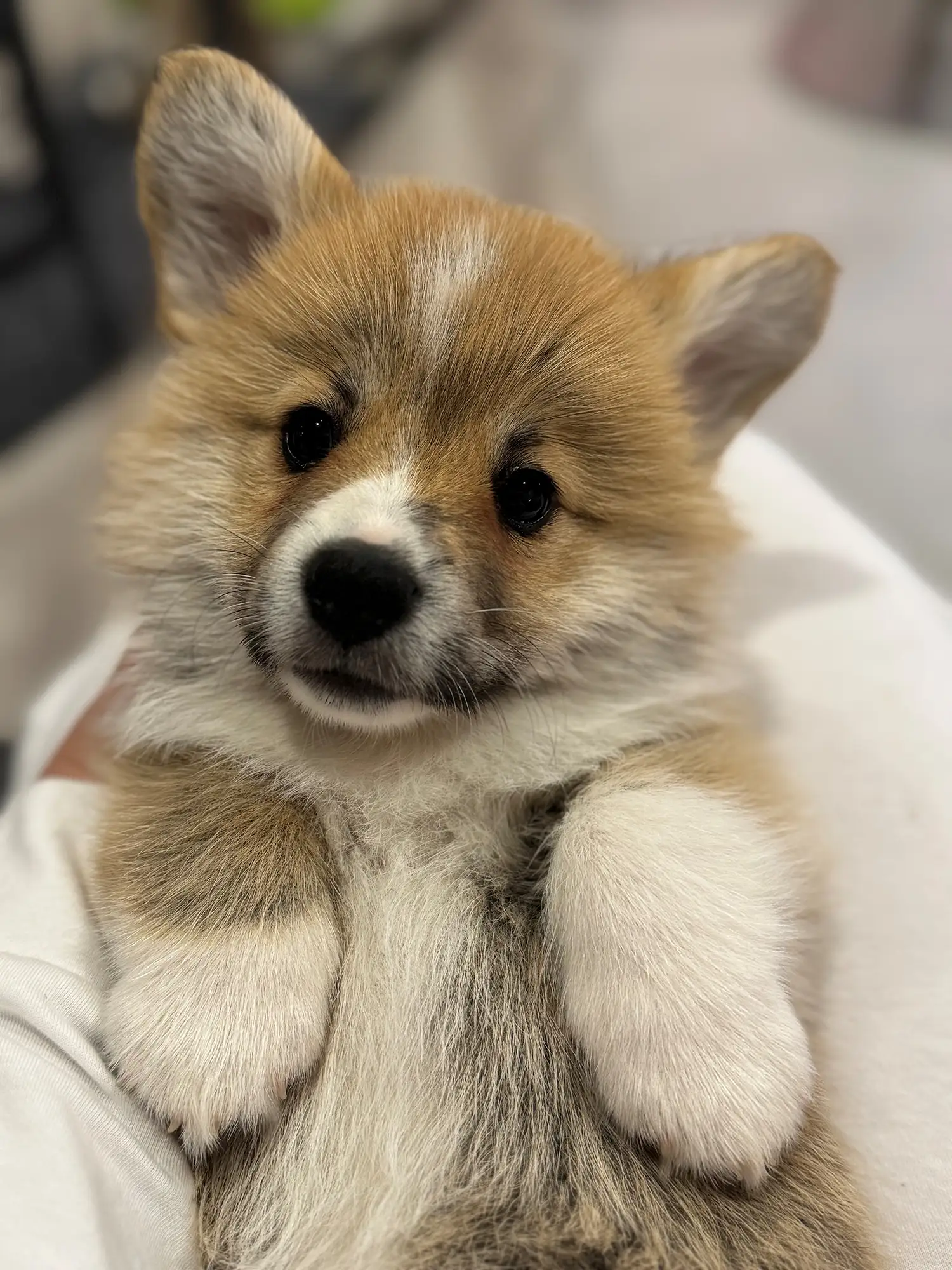 Aperol - Corgi A-Wurf 