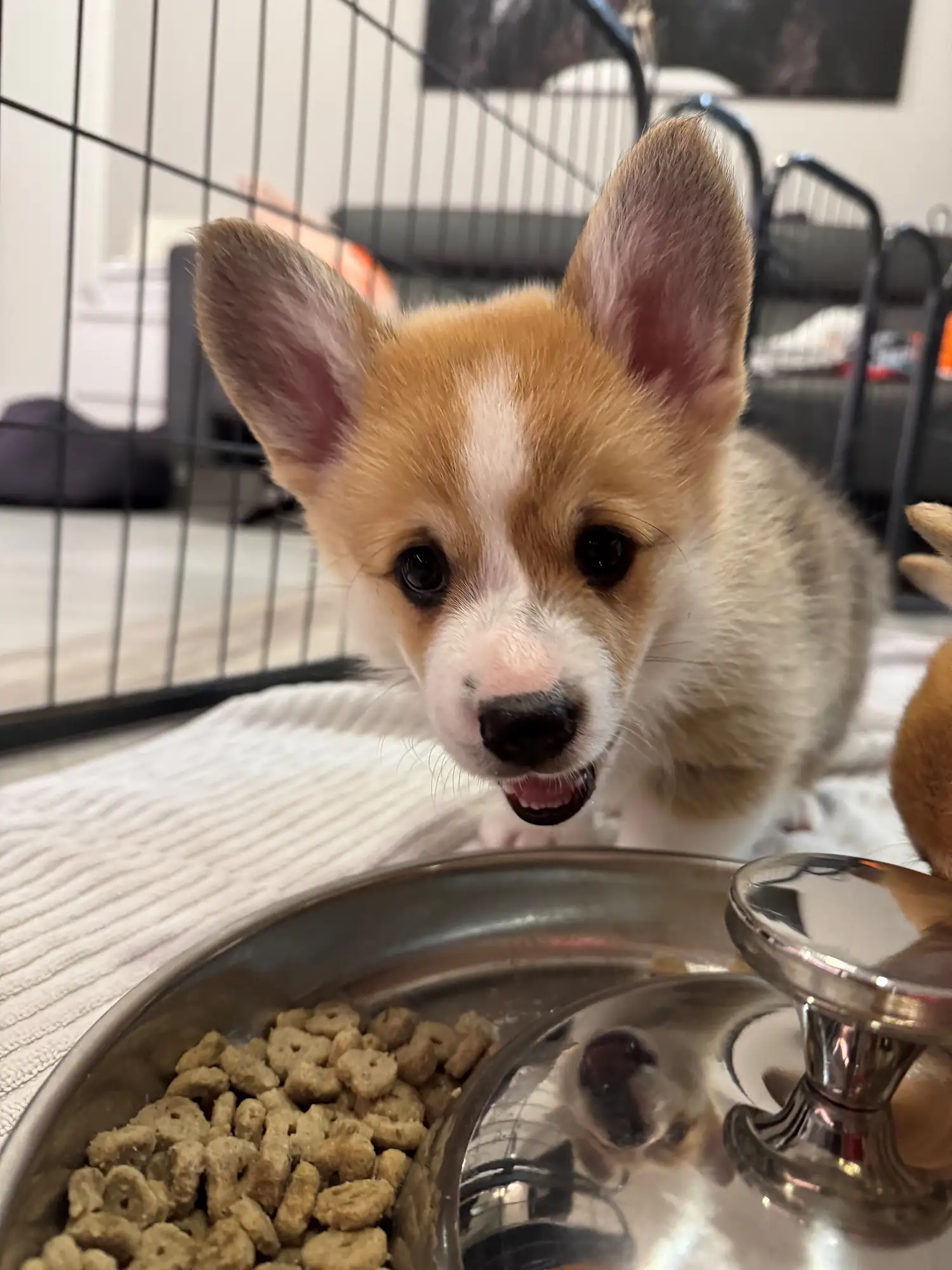 Autron - Corgi A-Wurf