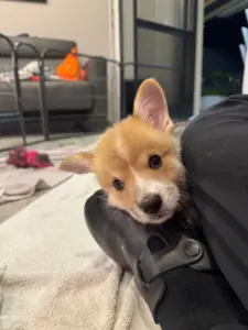 Arcteryx - Corgi A-Wurf